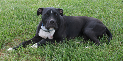 Cheyla the dog
